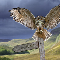 Buy canvas prints of Eagle Owl (Bubo bubo) Landing on Signpost by Arterra 