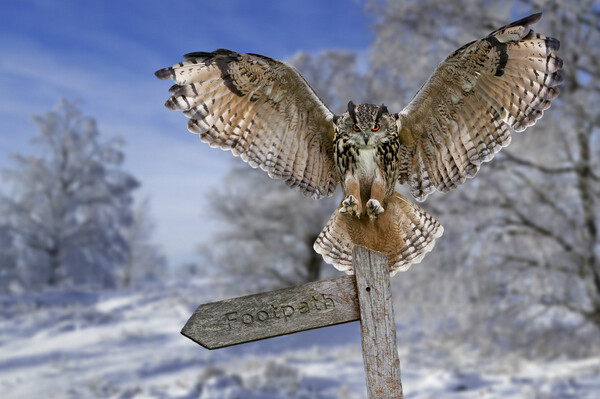 Eagle Owl (Bubo bubo) in the Snow in Winter Picture Board by Arterra 