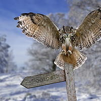 Buy canvas prints of Eagle Owl (Bubo bubo) in the Snow in Winter by Arterra 