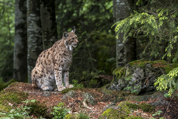 Eurasian Lynx Sitting in Forest Picture Board by Arterra 