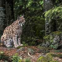 Buy canvas prints of Eurasian Lynx Sitting in Forest by Arterra 