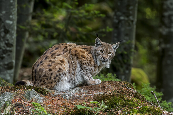 Eurasian Lynx in Forest Picture Board by Arterra 