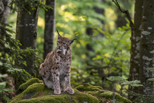 Eurasian Lynx in Woodland Picture Board by Arterra 