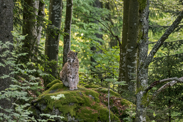Eurasian Lynx on Rock in Wood Picture Board by Arterra 