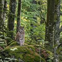 Buy canvas prints of Eurasian Lynx on Rock in Wood by Arterra 
