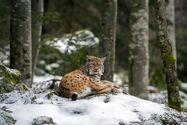 Eurasian Lynx Resting in the Snow in Winter Picture Board by Arterra 