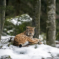Buy canvas prints of Eurasian Lynx Resting in the Snow in Winter by Arterra 