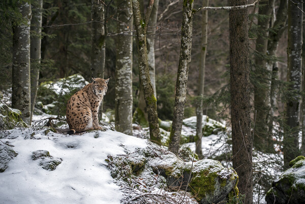 Eurasian Lynx in Forest in Winter Picture Board by Arterra 