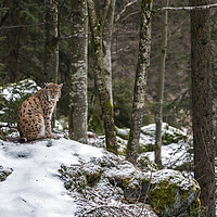 Buy canvas prints of Eurasian Lynx in Forest in Winter by Arterra 
