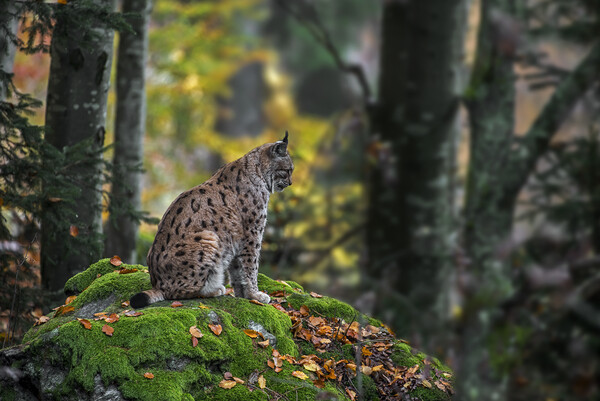 Eurasian Lynx in Autumn Forest Picture Board by Arterra 
