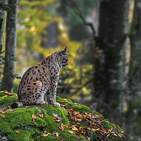 Buy canvas prints of Eurasian Lynx in Autumn Forest by Arterra 