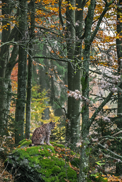 Eurasian Lynx in Autumn Woodland Picture Board by Arterra 