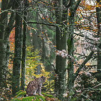Buy canvas prints of Eurasian Lynx in Autumn Woodland by Arterra 