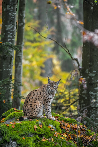 Eurasian Lynx in Wood Picture Board by Arterra 