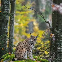Buy canvas prints of Eurasian Lynx in Wood by Arterra 