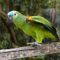 Buy canvas prints of Turquoise-fronted Amazon Parrot by Arterra 