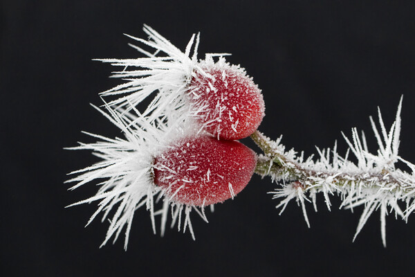 Red Rose Hips in Winter Picture Board by Arterra 