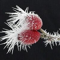 Buy canvas prints of Red Rose Hips in Winter by Arterra 