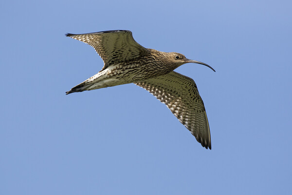 Eurasian Curlew in Flight Picture Board by Arterra 