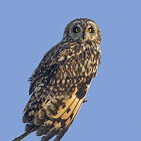 Buy canvas prints of Short-Eared Owl  by Arterra 