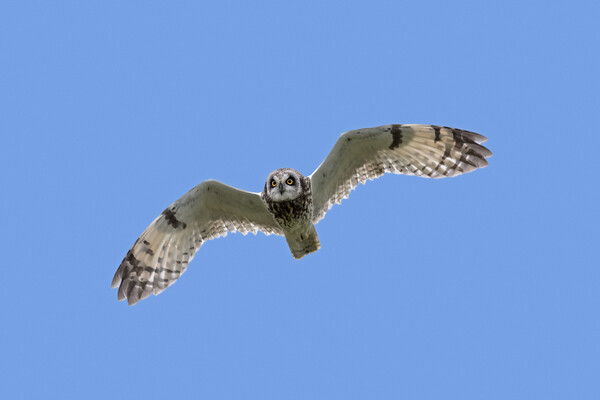 Short-Eared Owl in Flight Picture Board by Arterra 