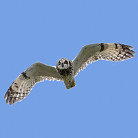Buy canvas prints of Short-Eared Owl in Flight by Arterra 