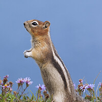 Buy canvas prints of Golden-Mantled Ground Squirrel by Arterra 