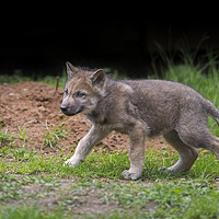 Buy canvas prints of Eurasian Wolf Pup by Arterra 