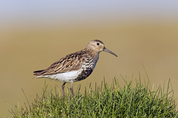 Dunlin in Breeding Plumage Picture Board by Arterra 