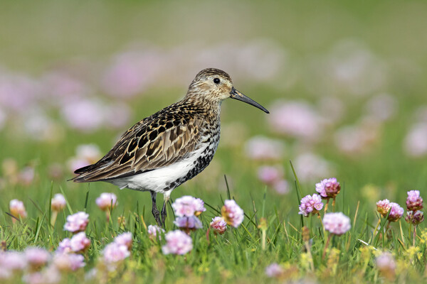 Dunlin among Sea Thrift in Summer Picture Board by Arterra 