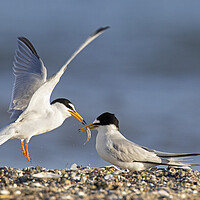 Buy canvas prints of Little Tern Offering Fish to Female by Arterra 