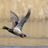 Buy canvas prints of Mallard Taking Off from Lake by Arterra 