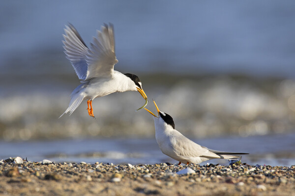 Little Tern Couple Sharing Fish on Beach Picture Board by Arterra 