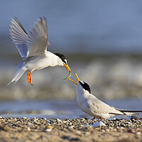 Buy canvas prints of Little Tern Couple Sharing Fish on Beach by Arterra 