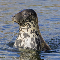 Buy canvas prints of Curious Grey Seal by Arterra 