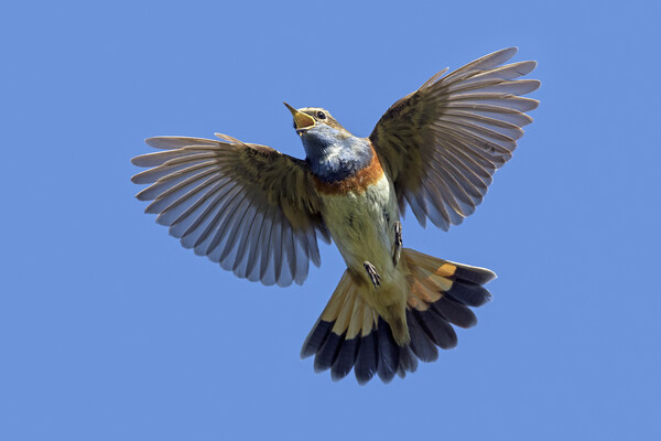 White-Spotted Bluethroat Singing in Flight Picture Board by Arterra 