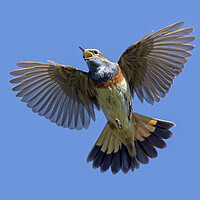 Buy canvas prints of White-Spotted Bluethroat Singing in Flight by Arterra 