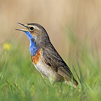 Buy canvas prints of White-Spotted Bluethroat Calling in Spring by Arterra 