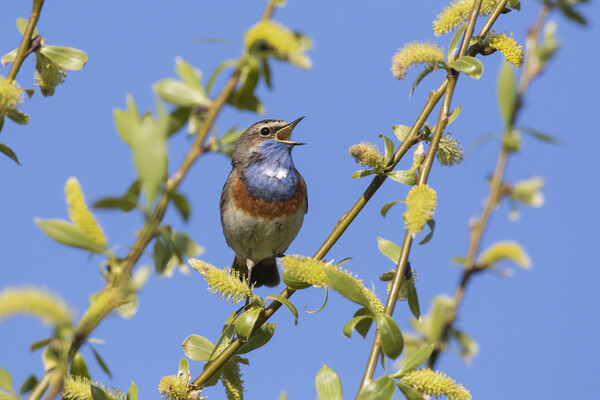 White-Spotted Bluethroat Singing in Spring Picture Board by Arterra 