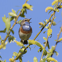 Buy canvas prints of White-Spotted Bluethroat Singing in Spring by Arterra 