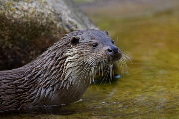 Close-up Portrait of Eurasian River Otter Picture Board by Arterra 