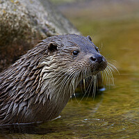 Buy canvas prints of Close-up Portrait of Eurasian River Otter by Arterra 