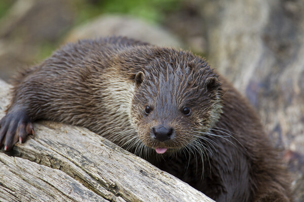 European Otter Close-Up Picture Board by Arterra 