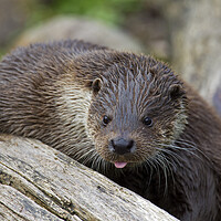 Buy canvas prints of European Otter Close-Up by Arterra 