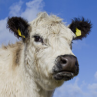 Buy canvas prints of White Galloway Cow in Scotland by Arterra 