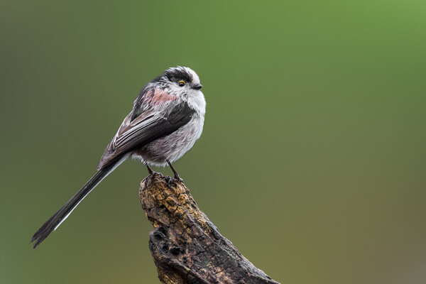 Long-Tailed Tit Perched on Tree Stump Picture Board by Arterra 