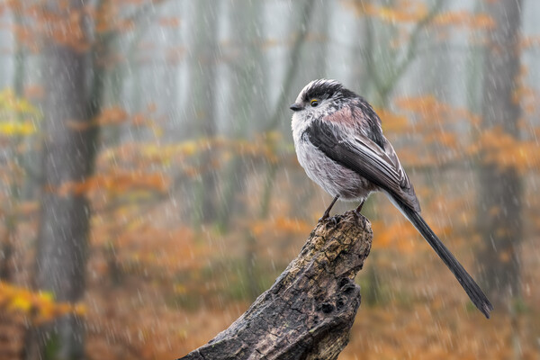 Long-Tailed Tit in the Rain Picture Board by Arterra 