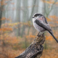 Buy canvas prints of Long-Tailed Tit in the Rain by Arterra 