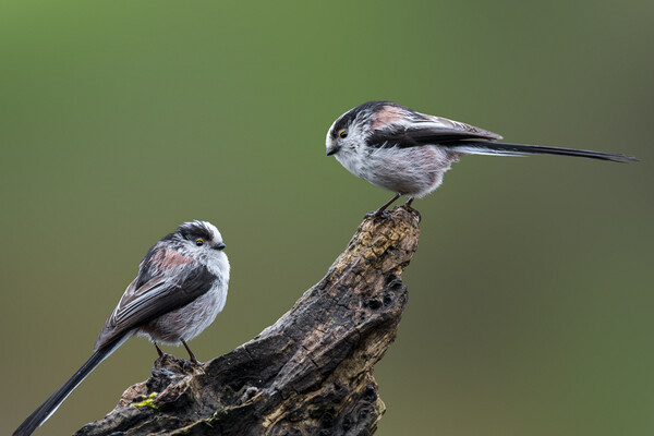 Two Long-Tailed Tits Picture Board by Arterra 