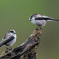 Buy canvas prints of Two Long-Tailed Tits by Arterra 